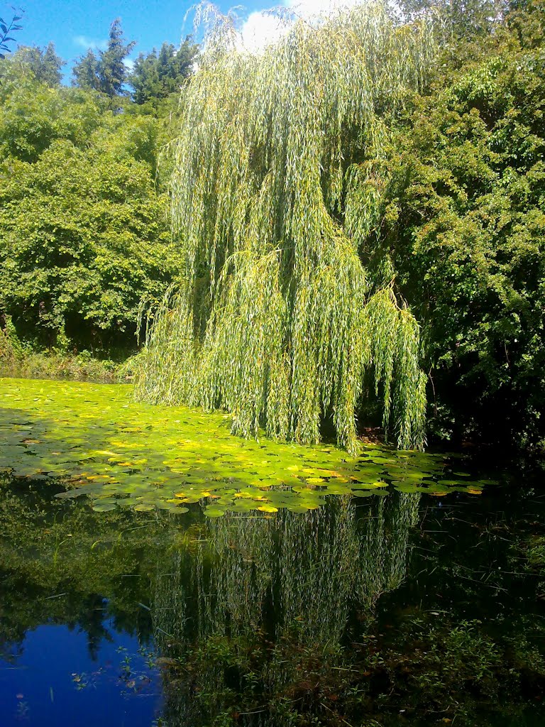 Сорта ивы с фото. Ива водопад. Ива сорта. Ива водопад фото.