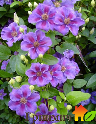 Клематис ашва Clematis Ashva