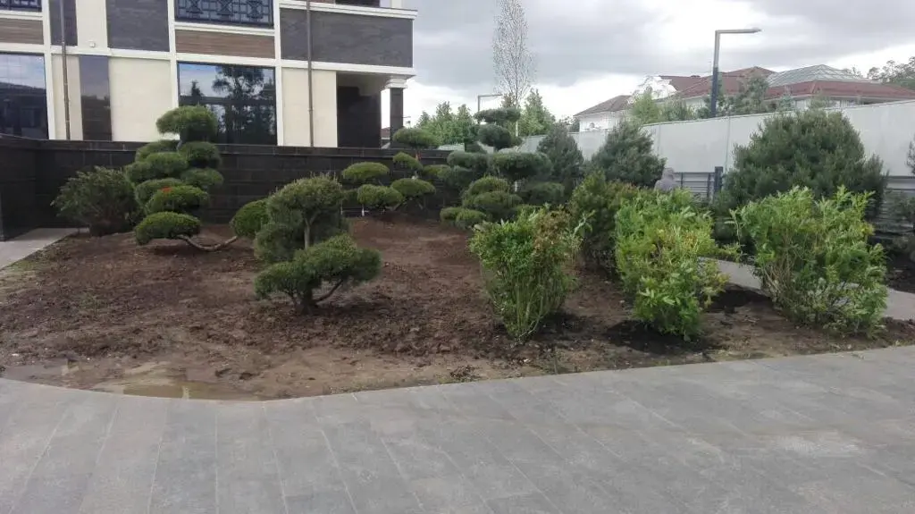 Сад формованных сосен